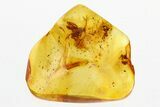 Detailed Fossil Parasitoid Wasp (Braconidae) In Baltic Amber #292570-1